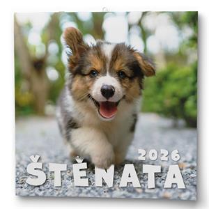 Nástěnný kalendář 2026 Štěňata